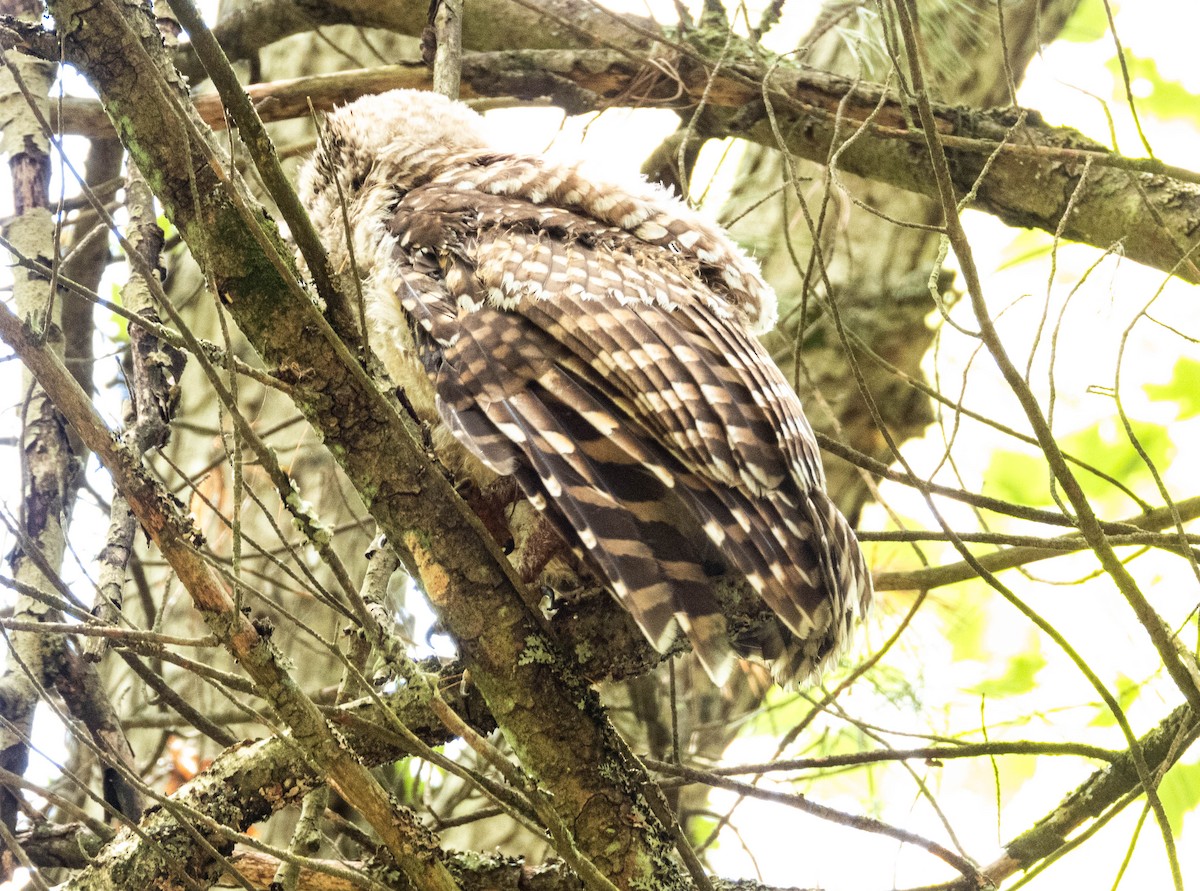 Barred Owl - ML621198042