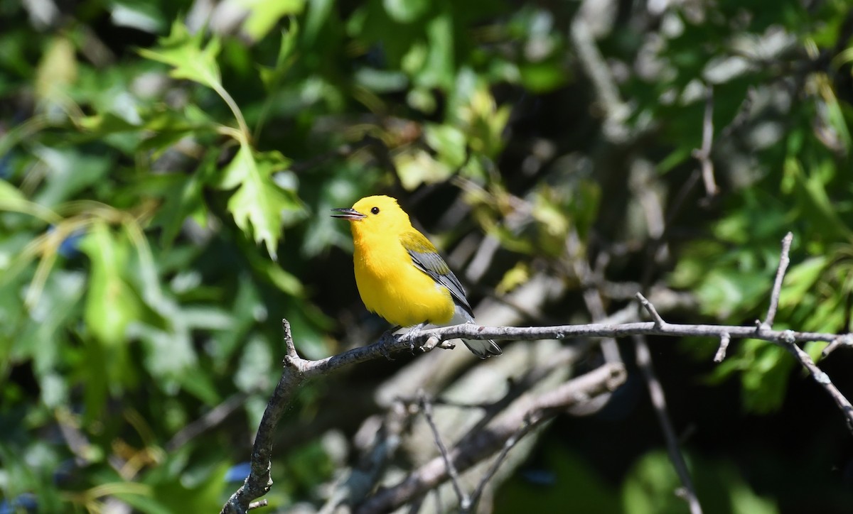 Prothonotary Warbler - ML621198046