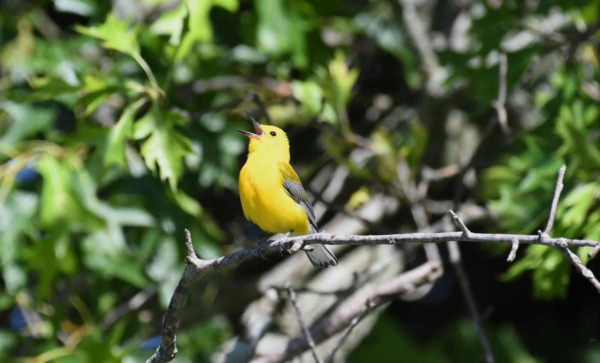 Prothonotary Warbler - ML621198047