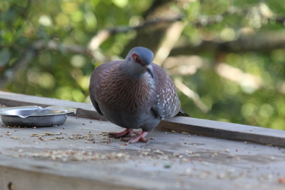 Speckled Pigeon - ML621198122