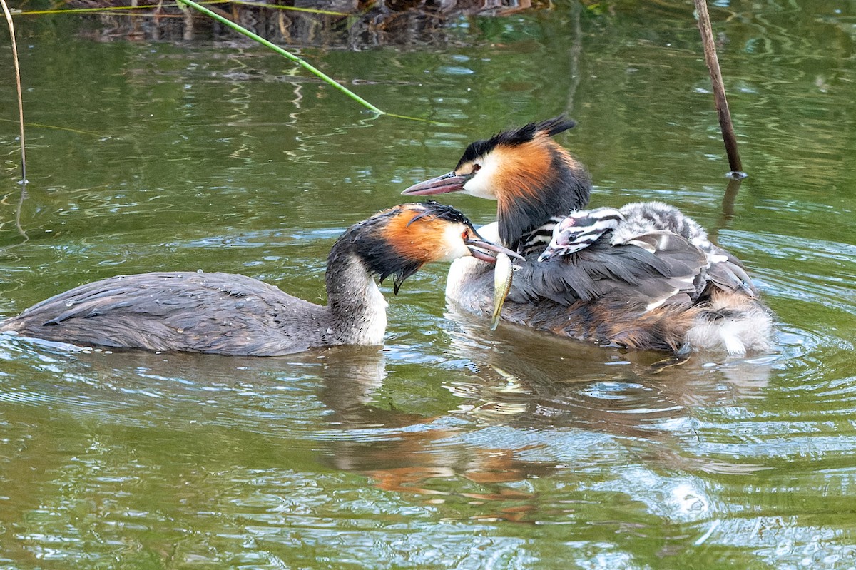 Great Crested Grebe - ML621198194