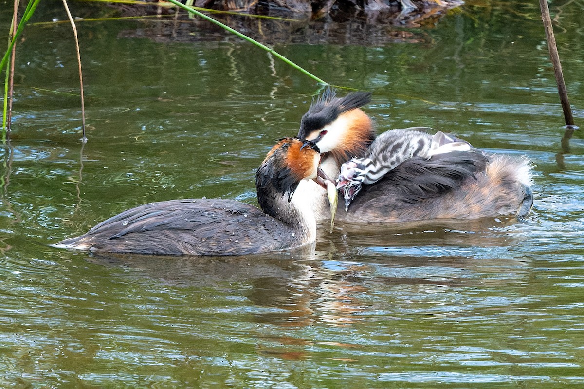 Great Crested Grebe - ML621198195