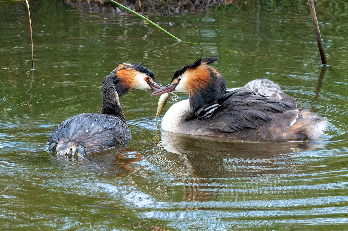 Great Crested Grebe - ML621198196