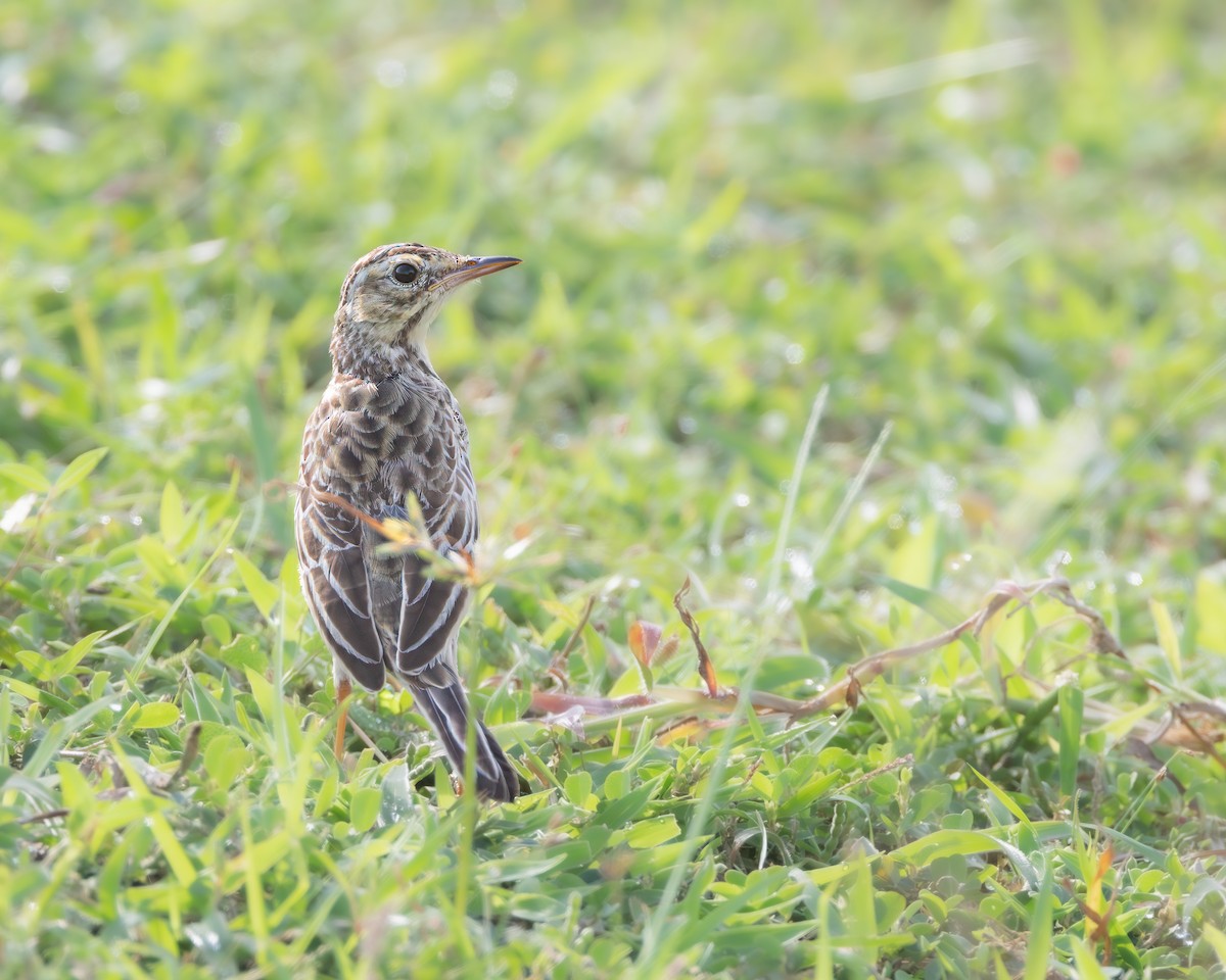 Pipit africain - ML621198198
