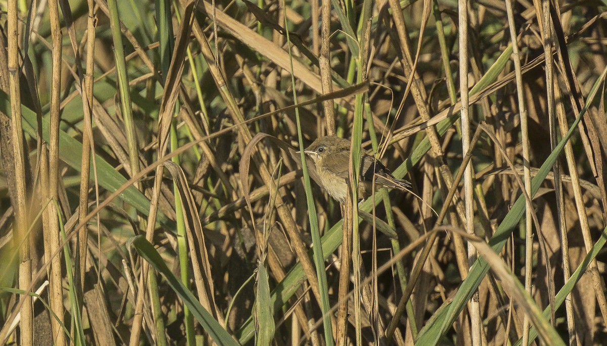 Common Reed Warbler - ML621198207