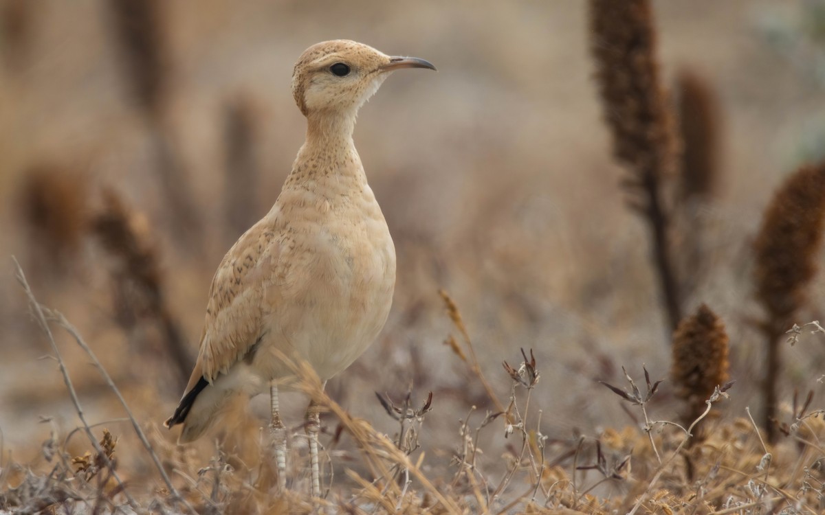 Cream-colored Courser - ML621198228