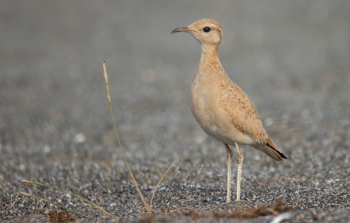 Cream-colored Courser - ML621198234