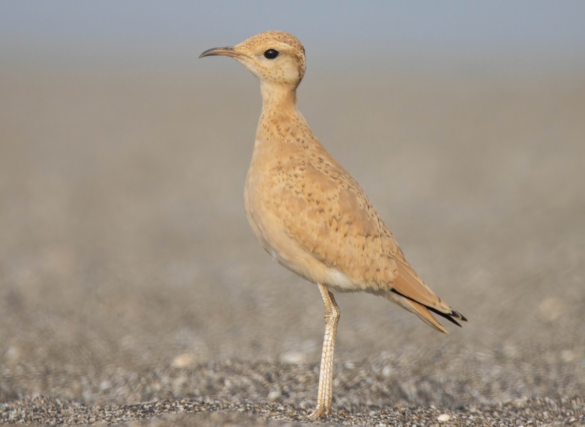 Cream-colored Courser - ML621198237