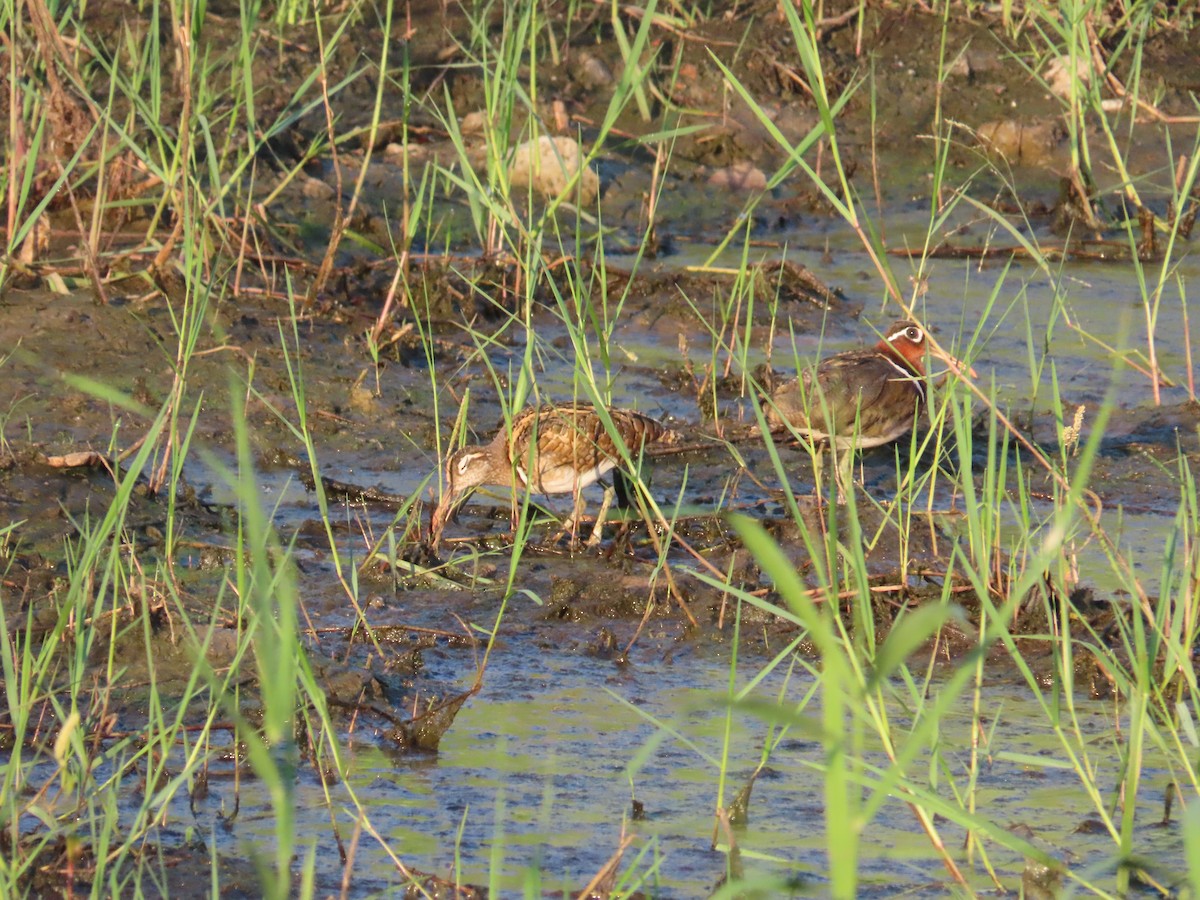 Greater Painted-Snipe - ML621198239