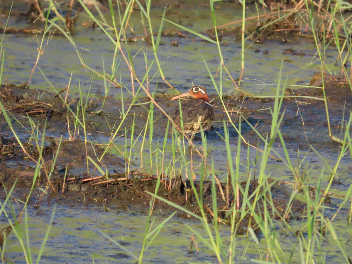 Greater Painted-Snipe - ML621198245
