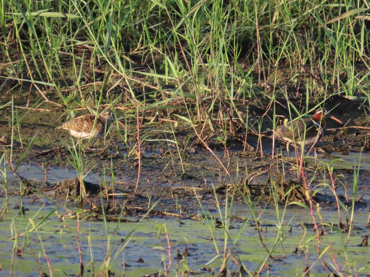 Greater Painted-Snipe - ML621198249