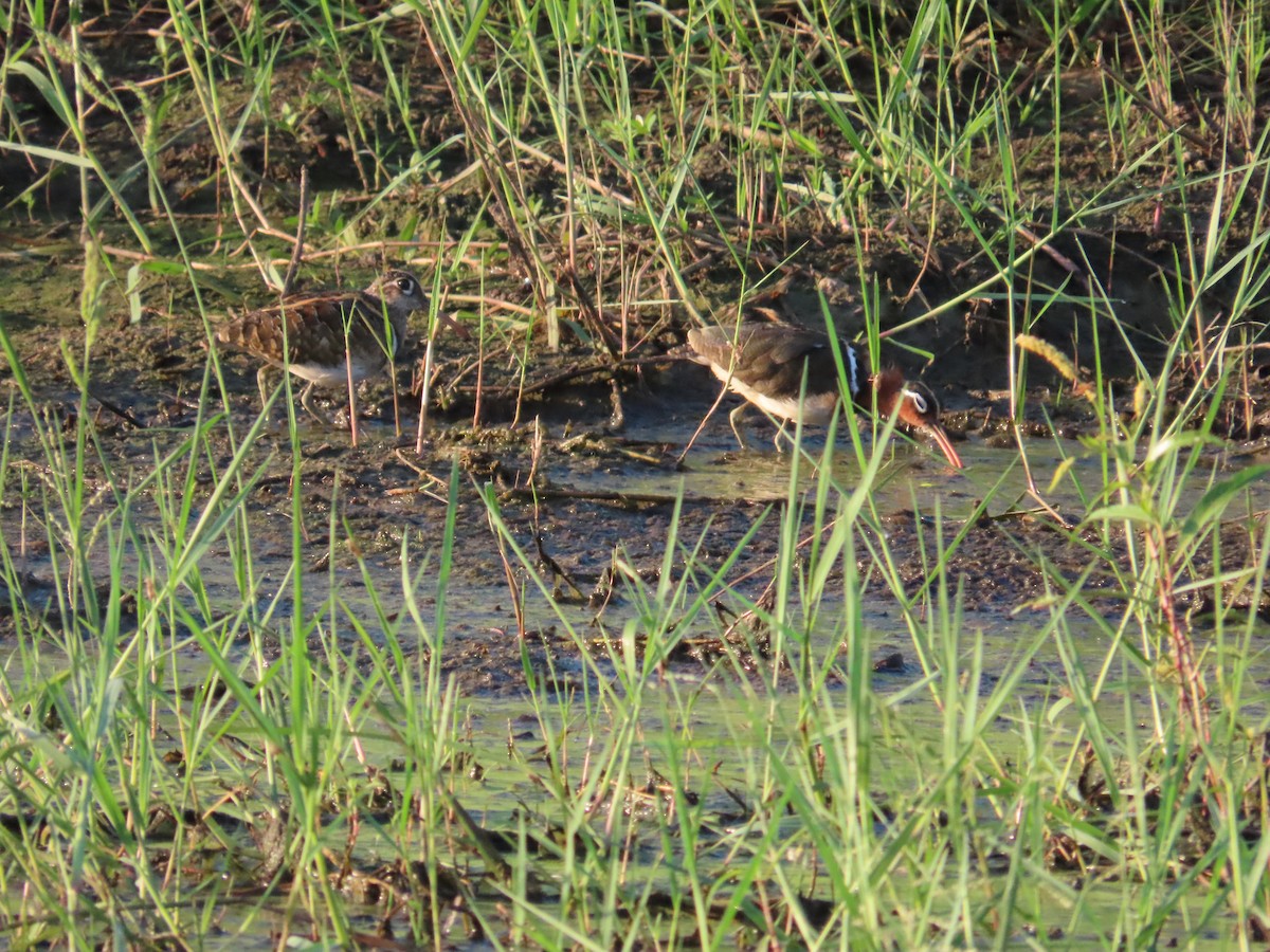 Greater Painted-Snipe - ML621198250