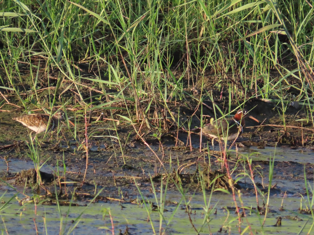 Greater Painted-Snipe - ML621198251