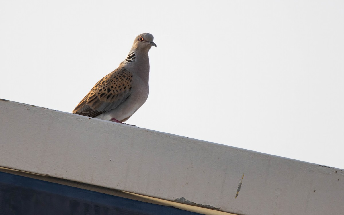 European Turtle-Dove - Andrés  Rojas Sánchez