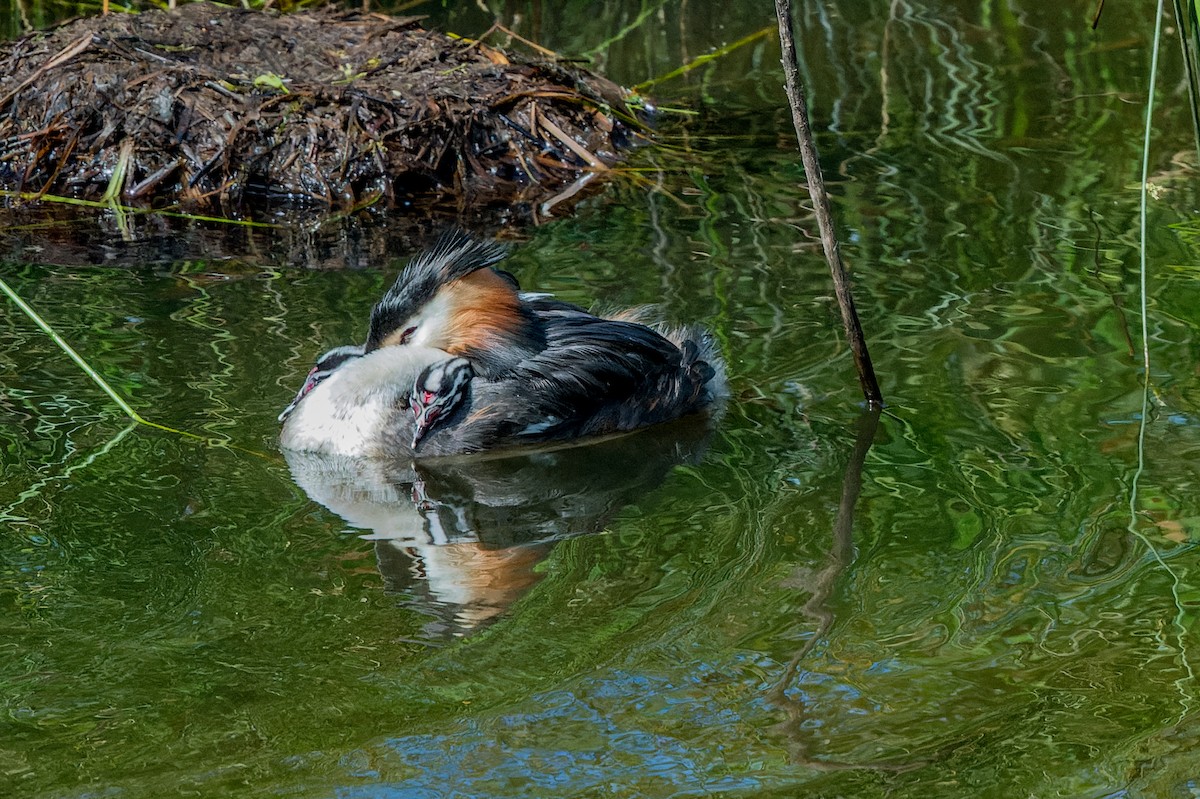 Great Crested Grebe - ML621198275