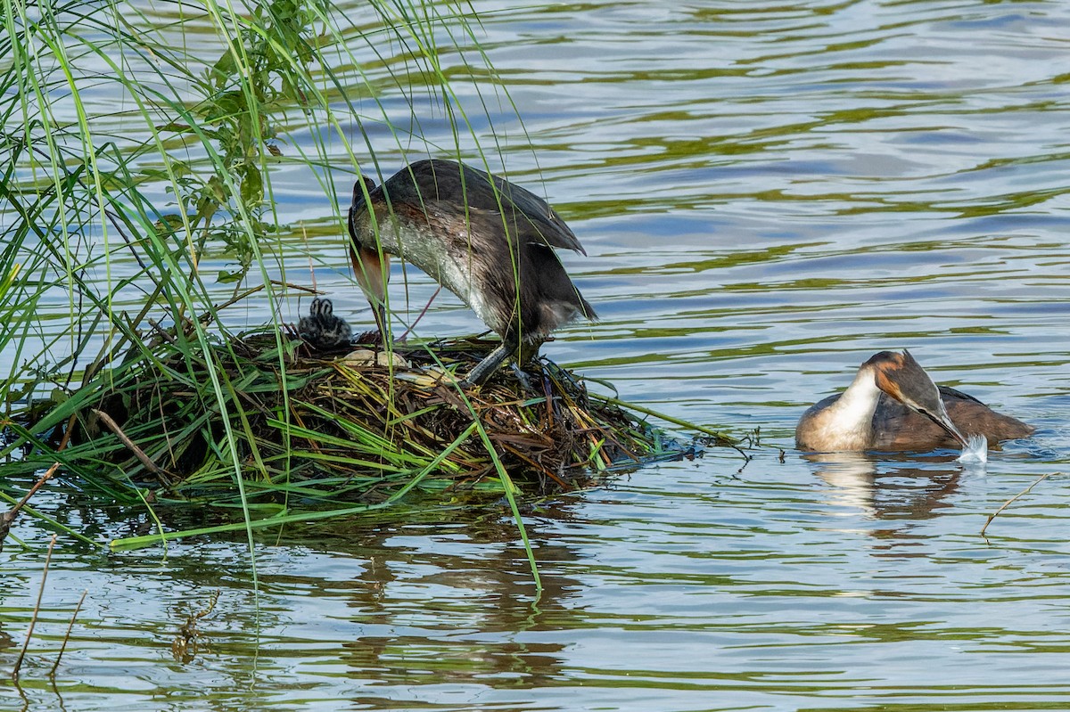 Great Crested Grebe - ML621198276