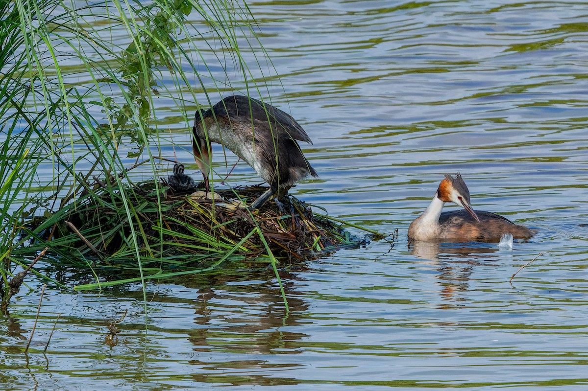 Great Crested Grebe - ML621198277