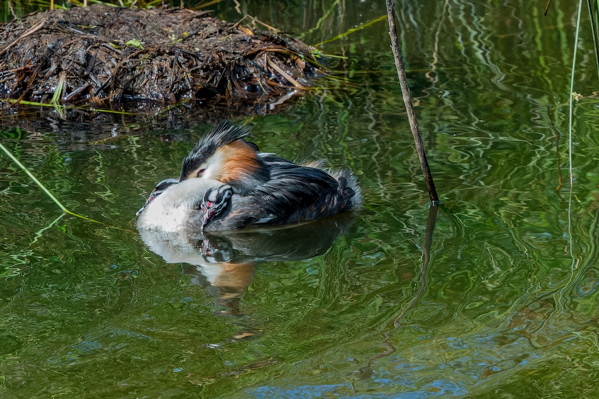 Great Crested Grebe - ML621198278