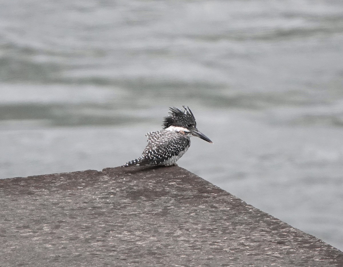 Crested Kingfisher - ML621198329