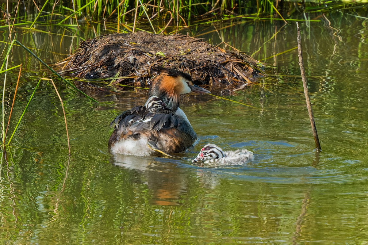 Great Crested Grebe - ML621198332