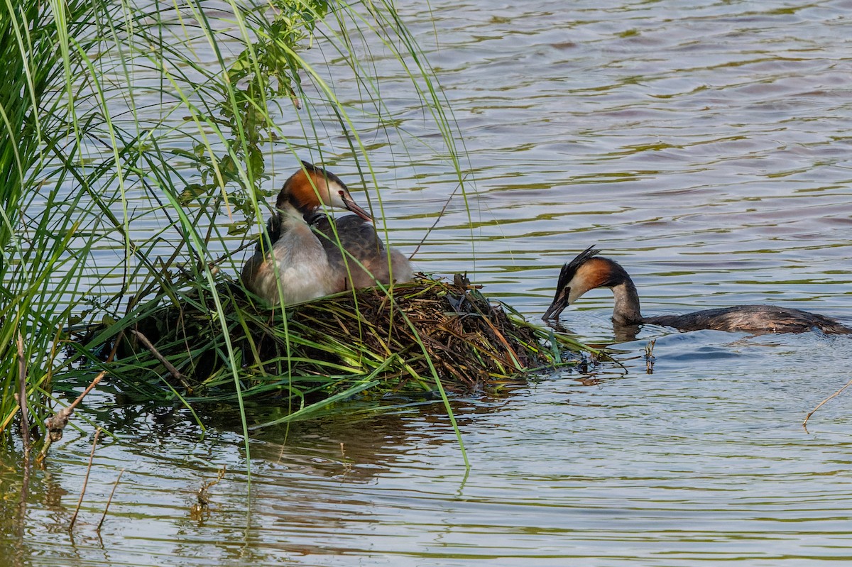 Great Crested Grebe - ML621198333