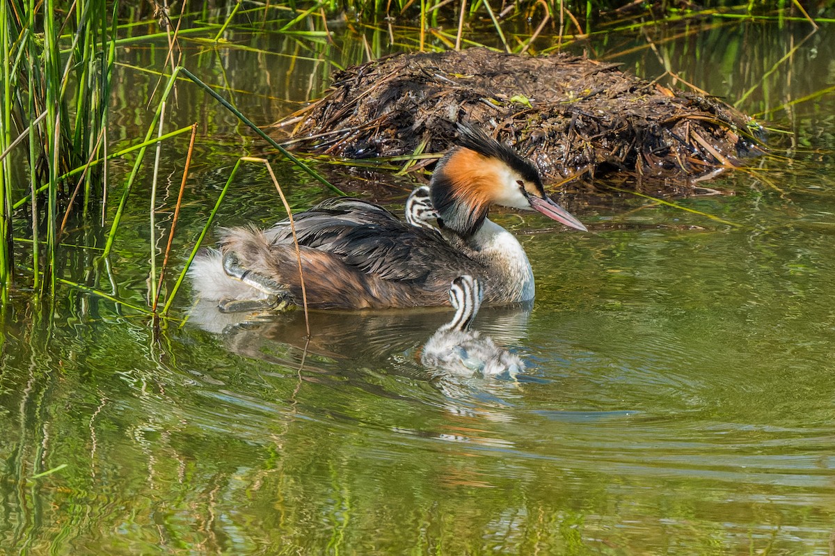 Great Crested Grebe - ML621198335