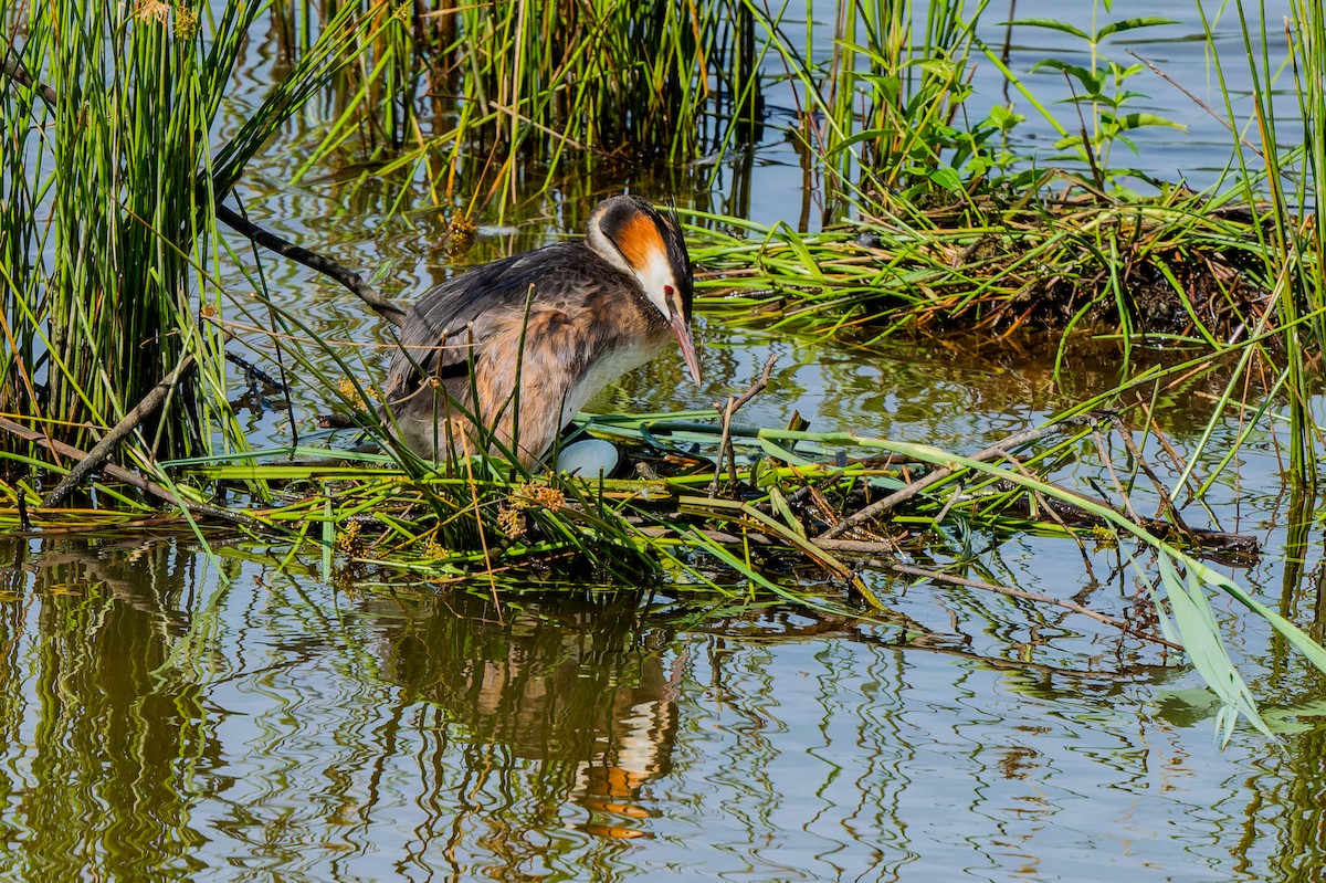 Great Crested Grebe - ML621198337