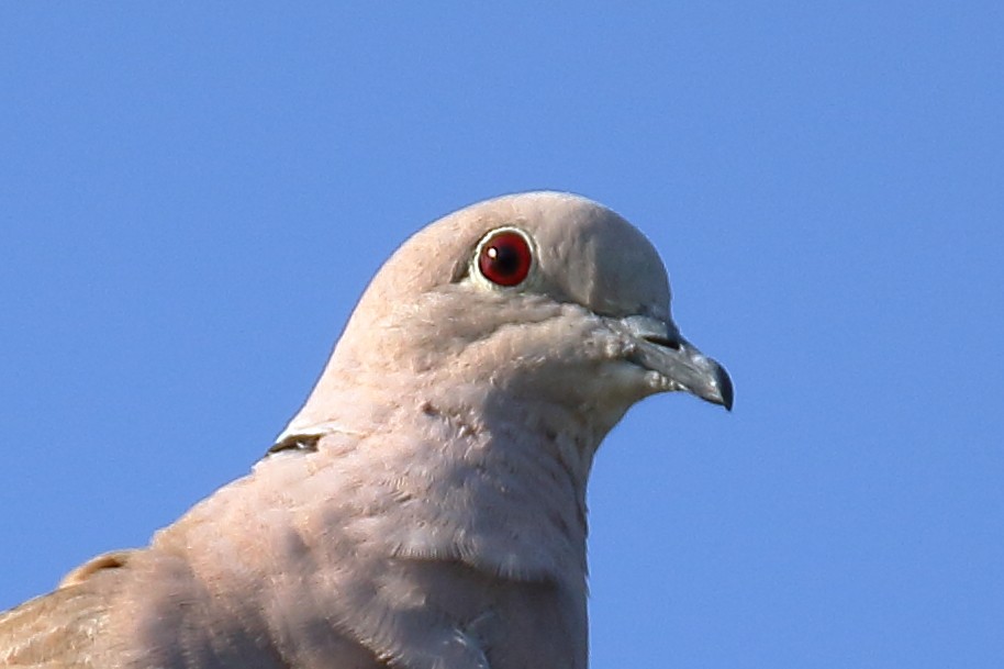 Eurasian Collared-Dove - ML621198356