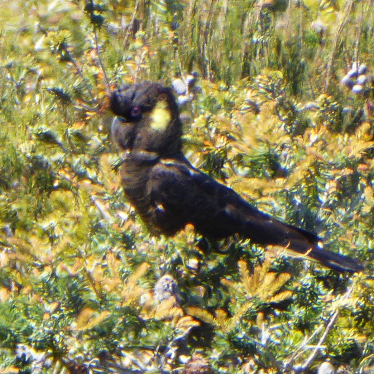 Yellow-tailed Black-Cockatoo - ML621198359