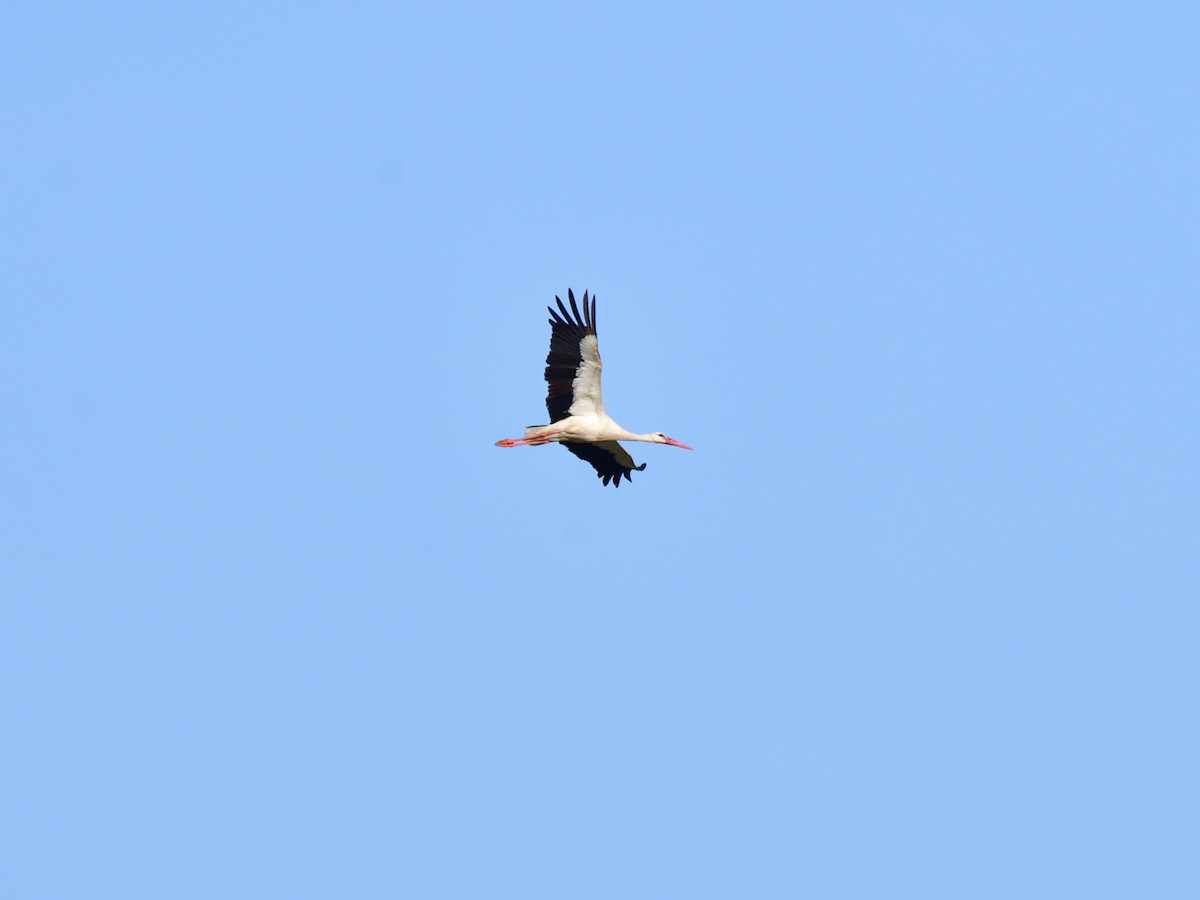 White Stork - ML621198403
