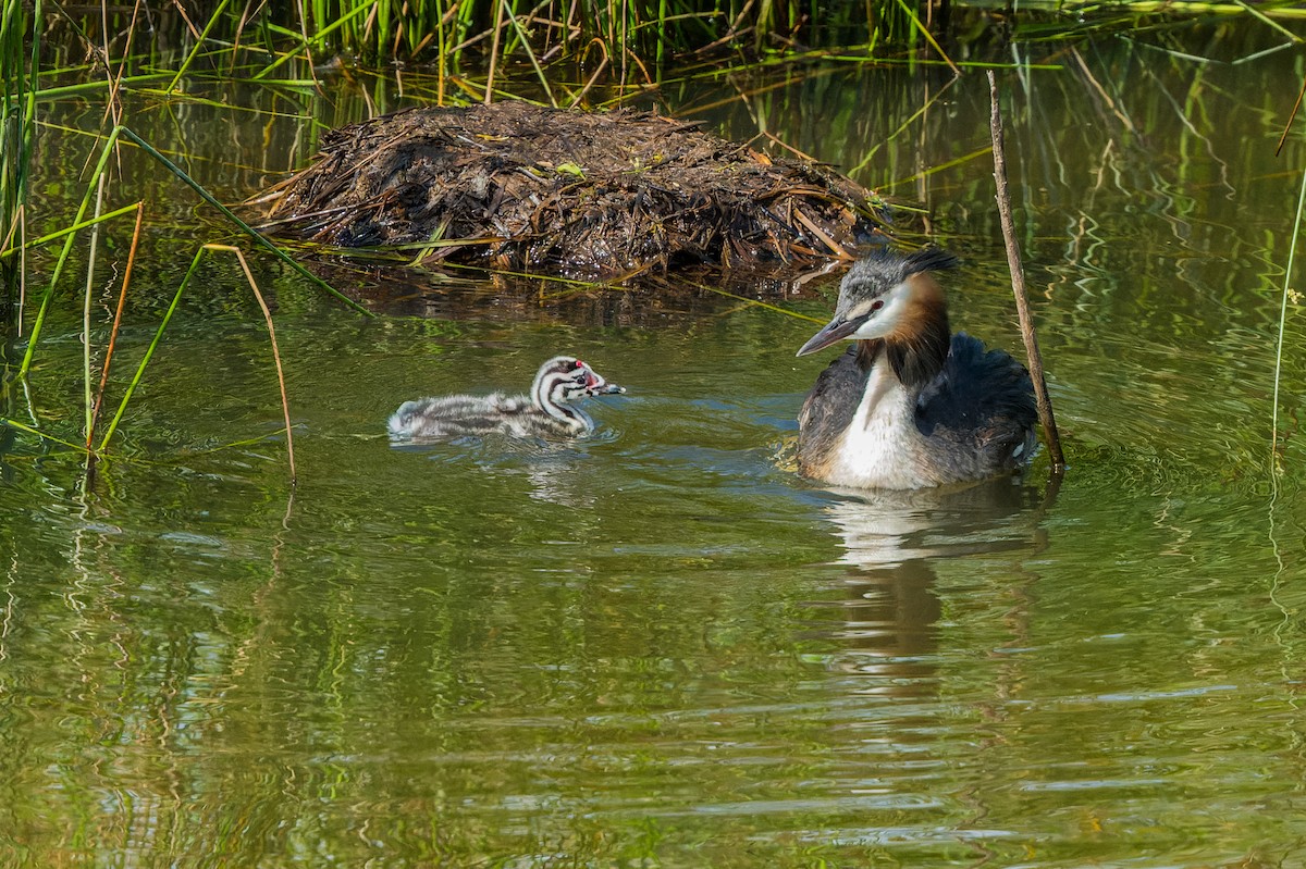 Great Crested Grebe - ML621198406