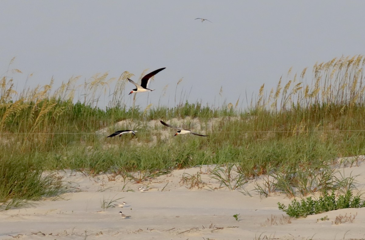 Black Skimmer - ML621198429