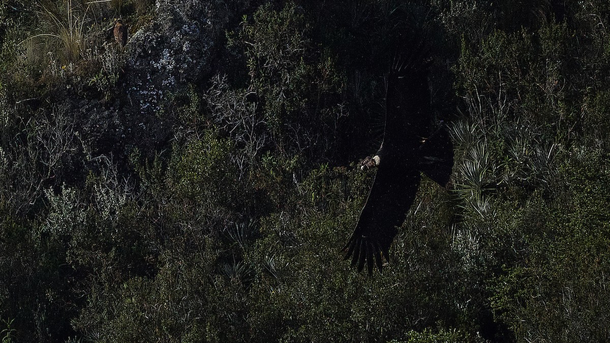 Condor des Andes - ML621198484