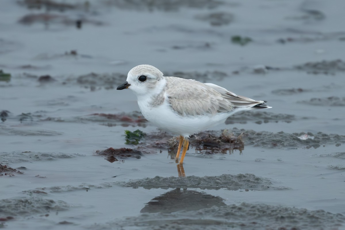 Piping Plover - ML621198489