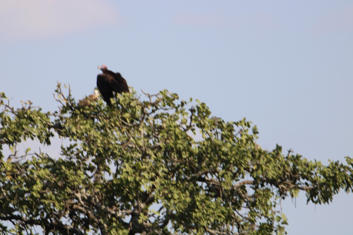Lappet-faced Vulture - ML621198562