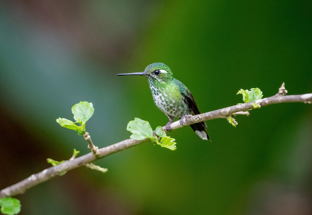 kolibřík skvrnoocasý - ML621198573