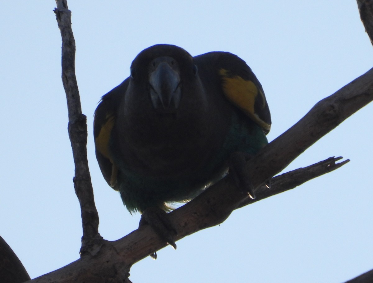 papoušek žlutotemenný - ML621198577