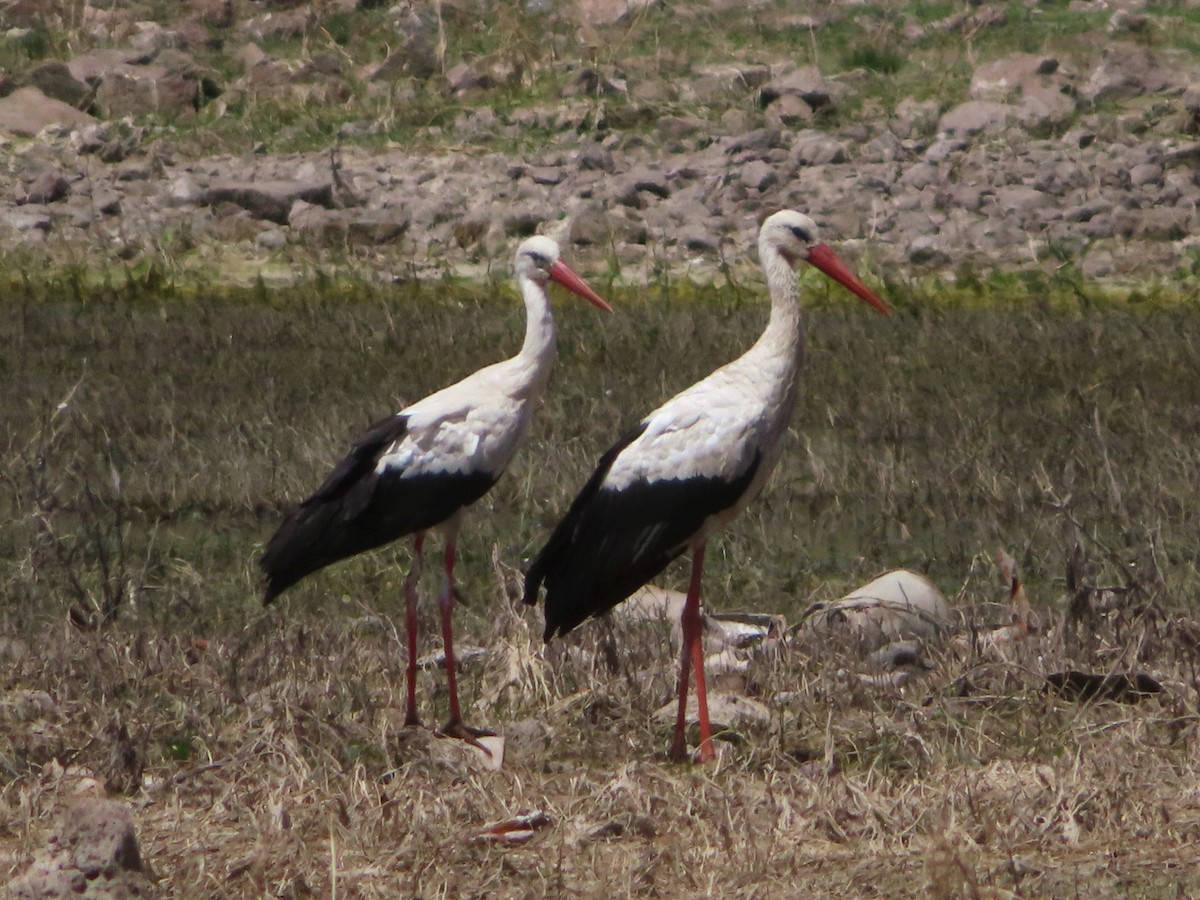 White Stork - ML621198599