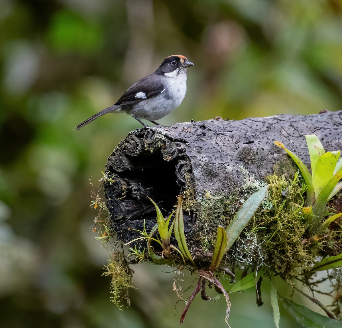 White-winged Brushfinch (White-winged) - ML621198602