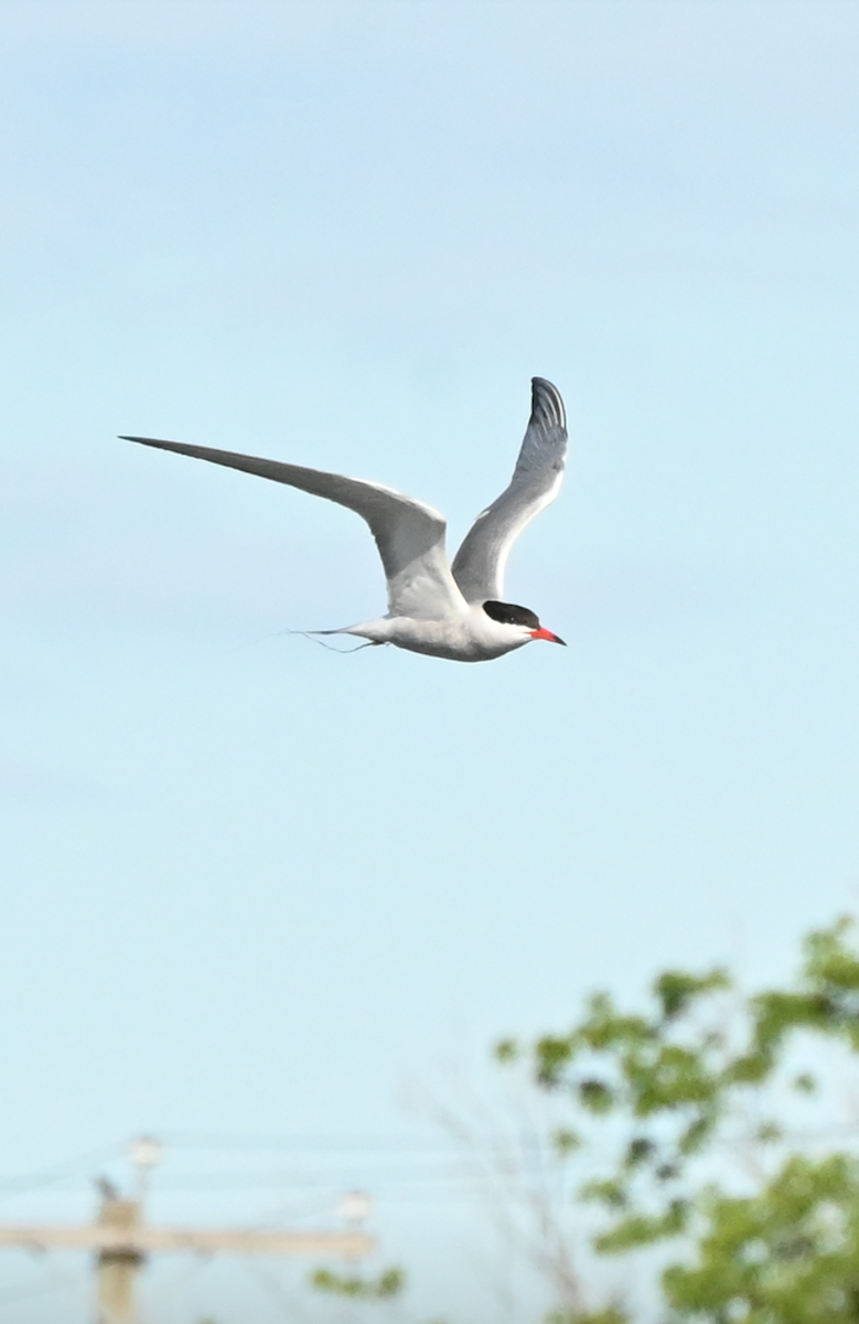 Common Tern - ML621198621