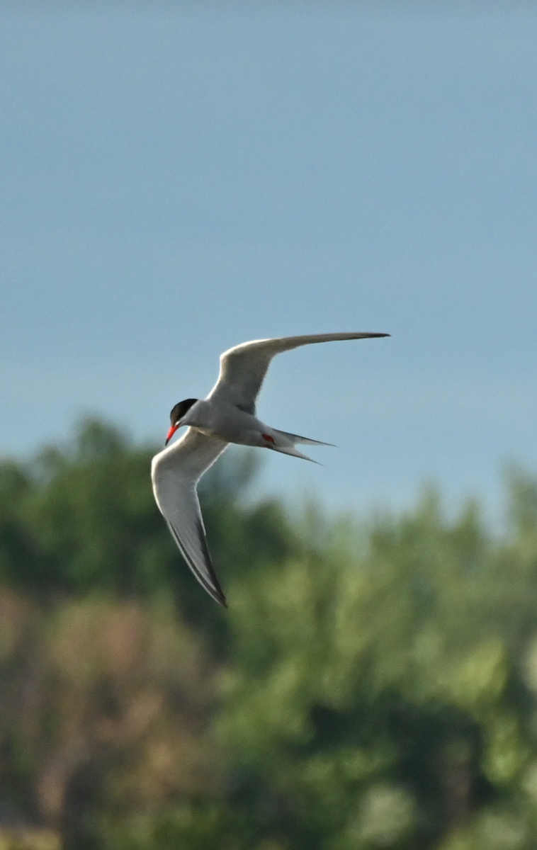 Common Tern - ML621198623
