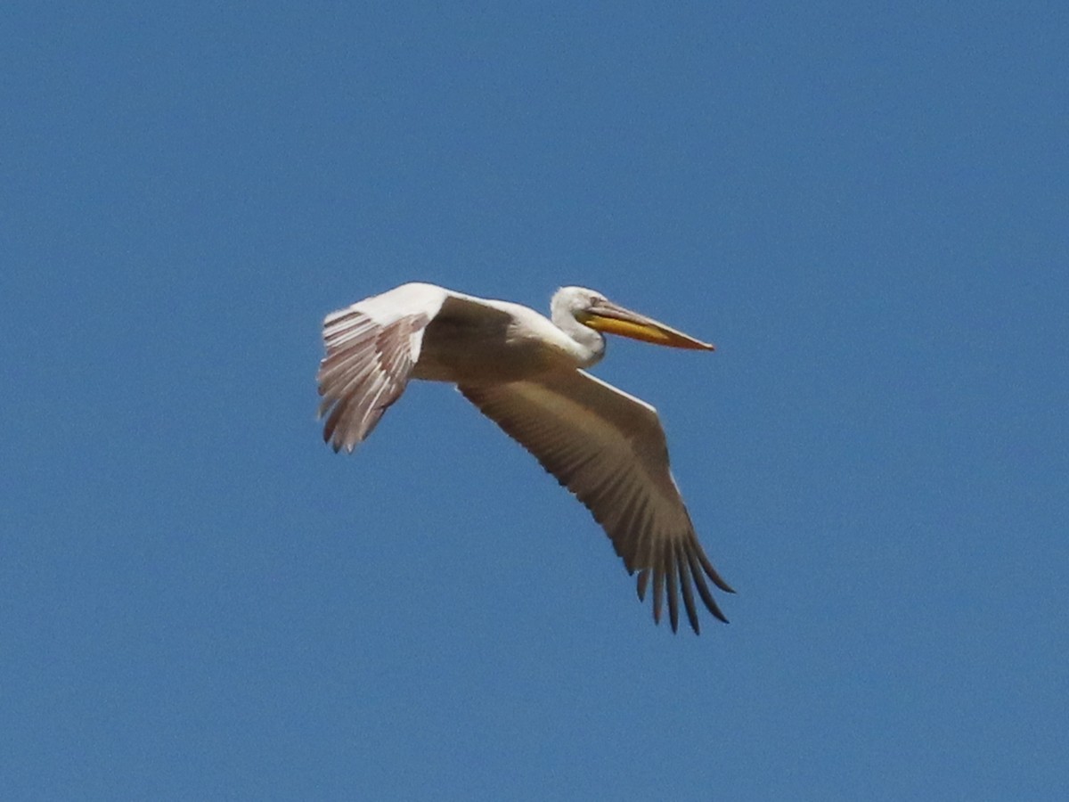 pelikán kadeřavý - ML621198668