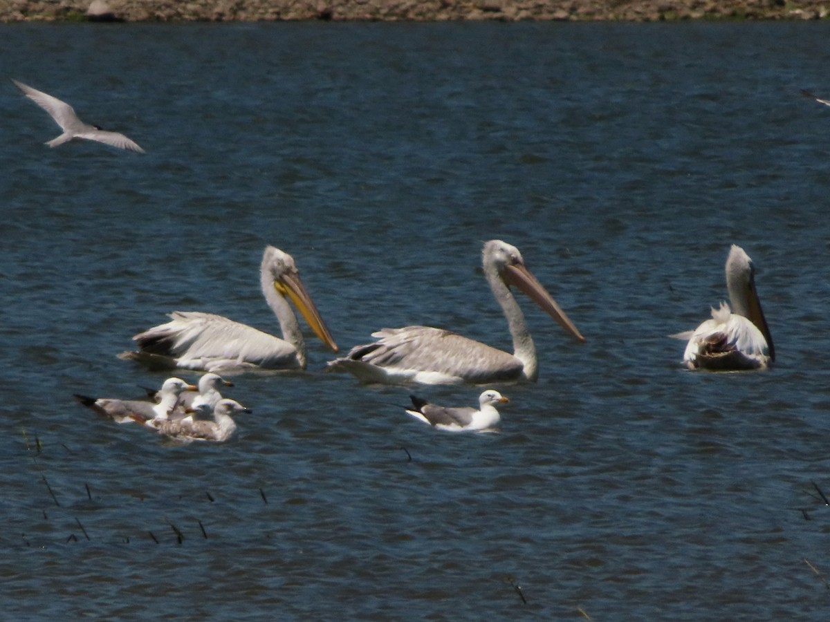 pelikán kadeřavý - ML621198670