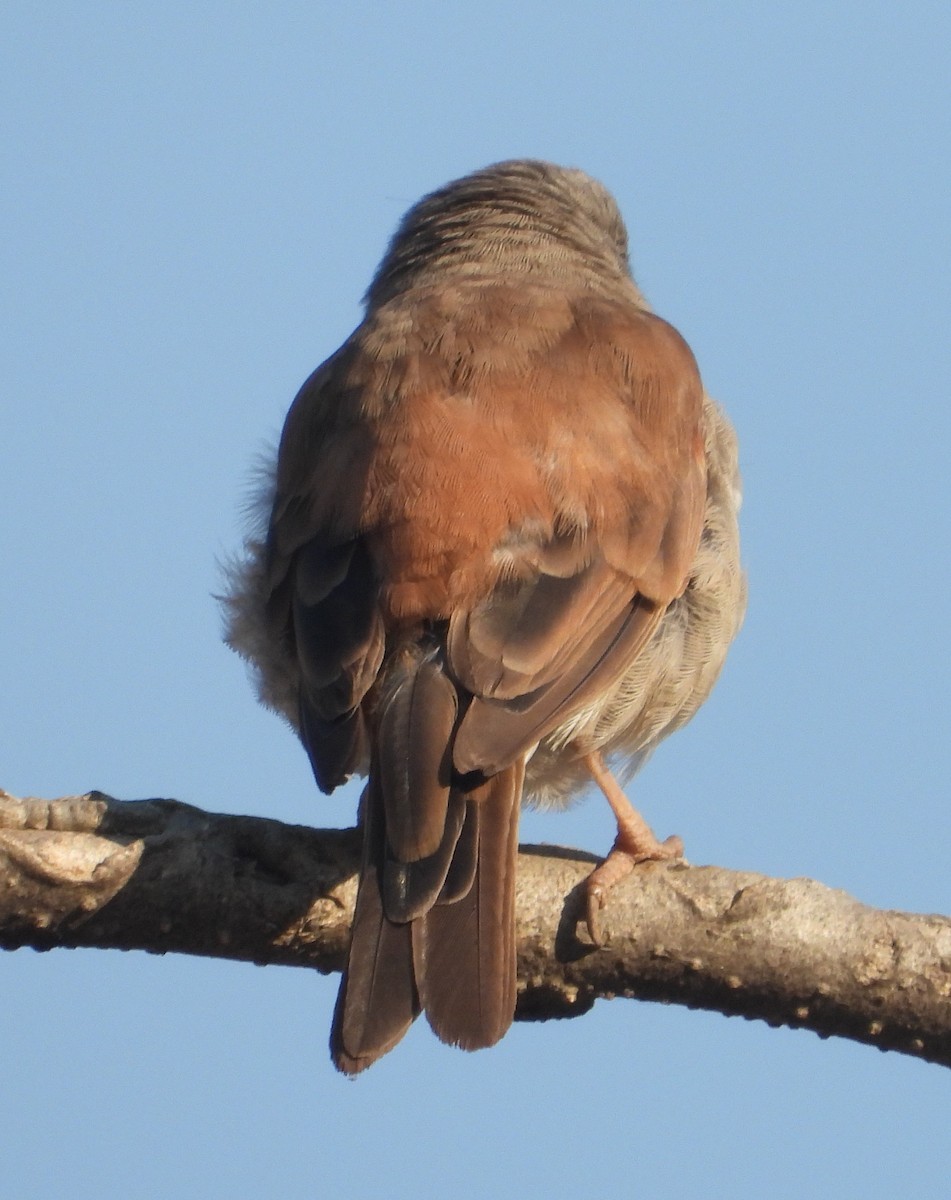 Northern Gray-headed Sparrow - ML621198707