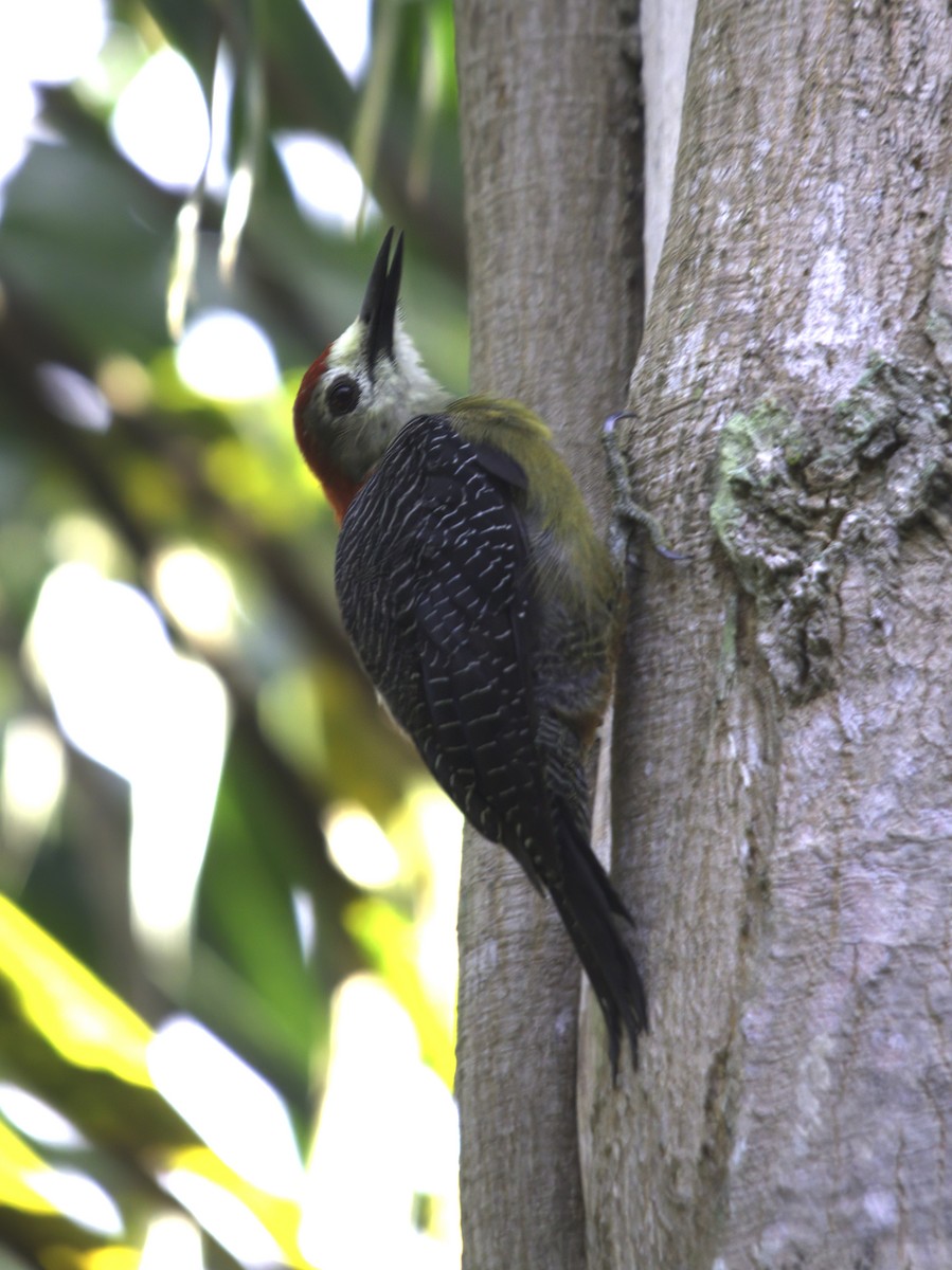 Jamaican Woodpecker - ML621198715
