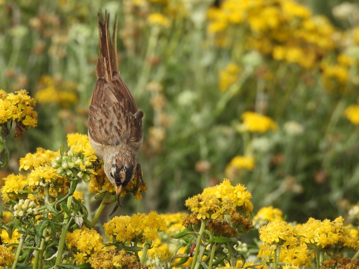 White-crowned Sparrow - ML621198775