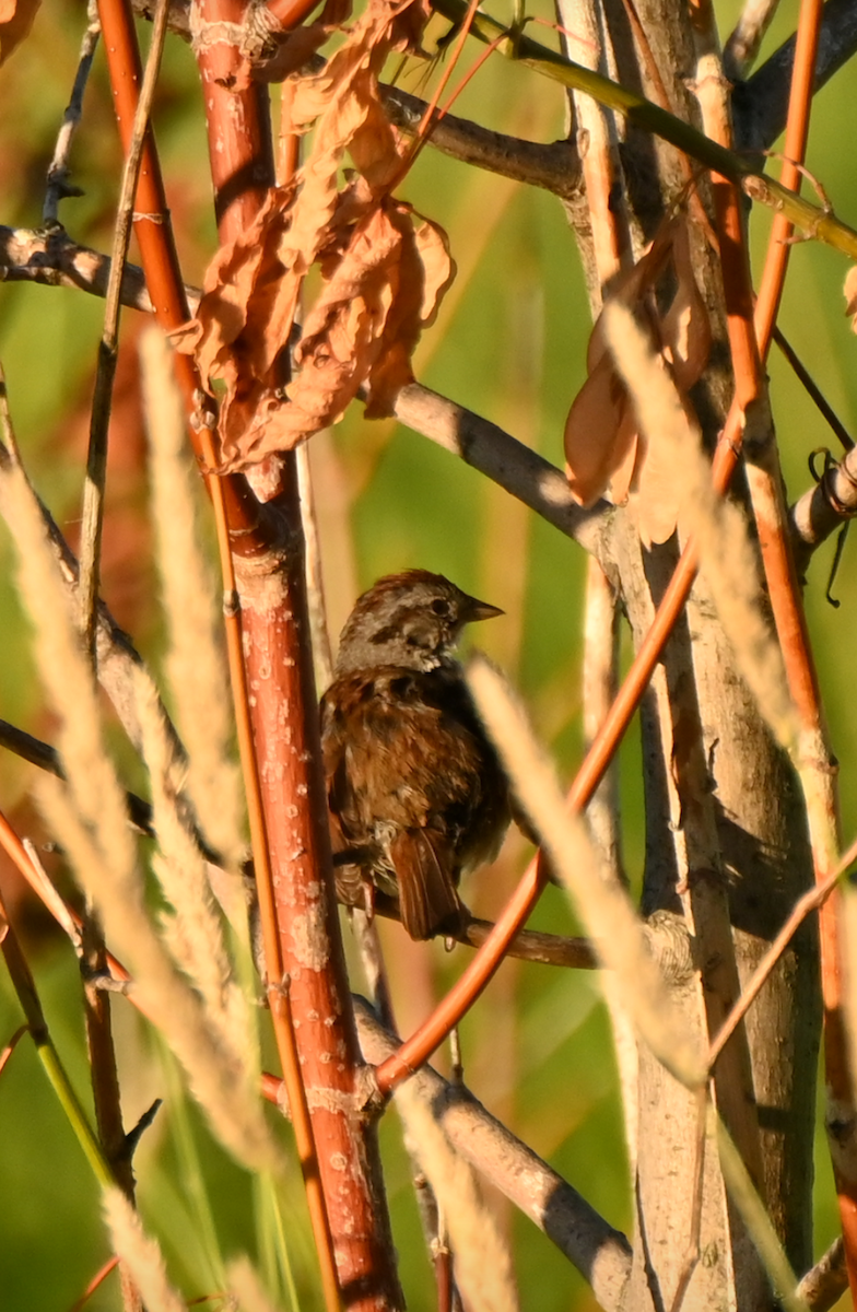 Swamp Sparrow - ML621198777