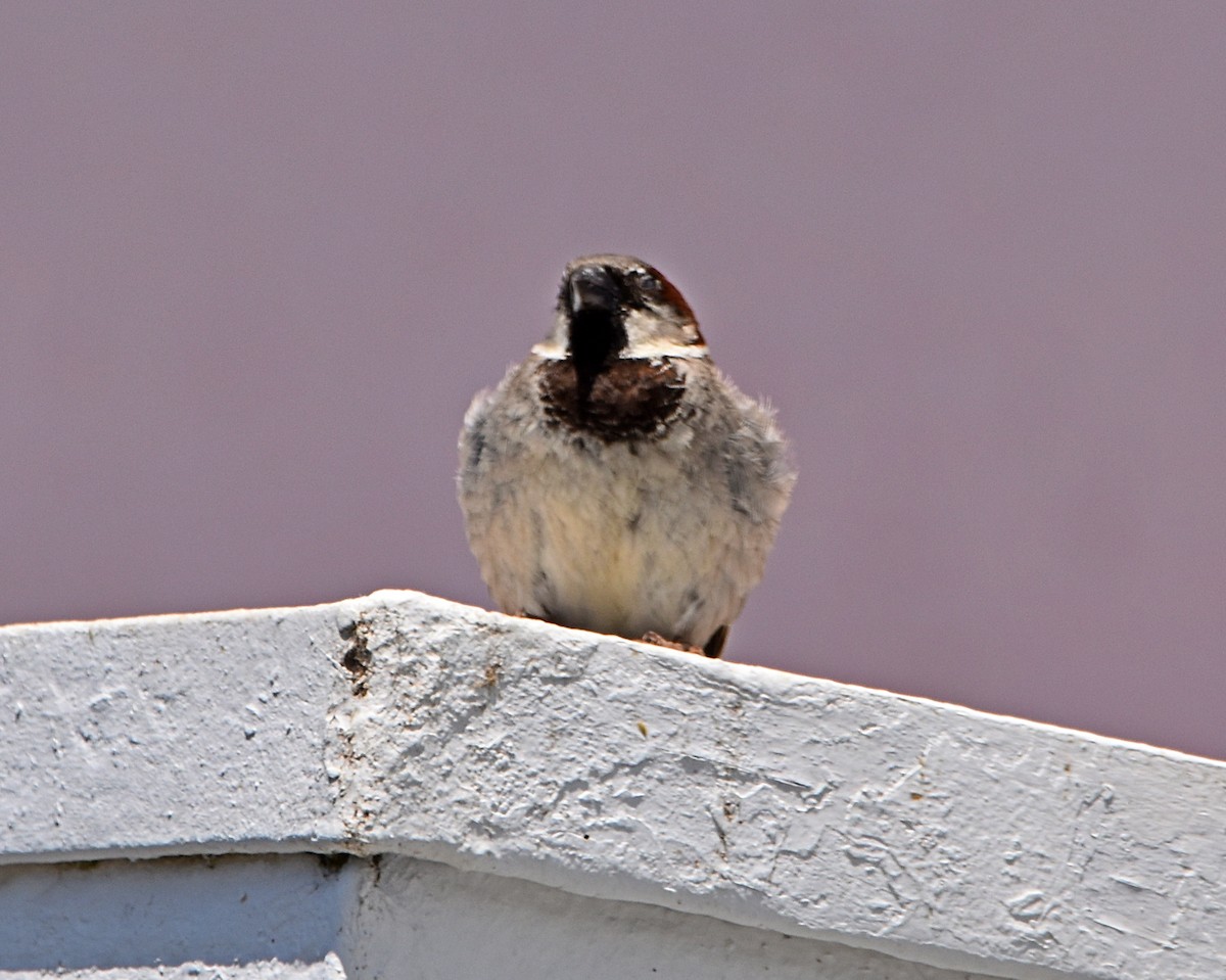 House Sparrow - ML621198784