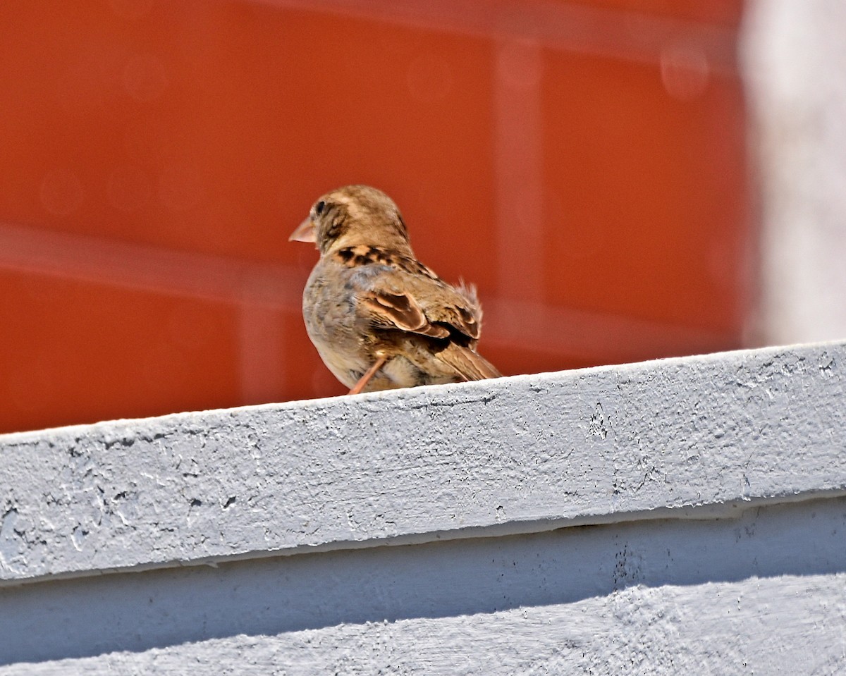 House Sparrow - ML621198785