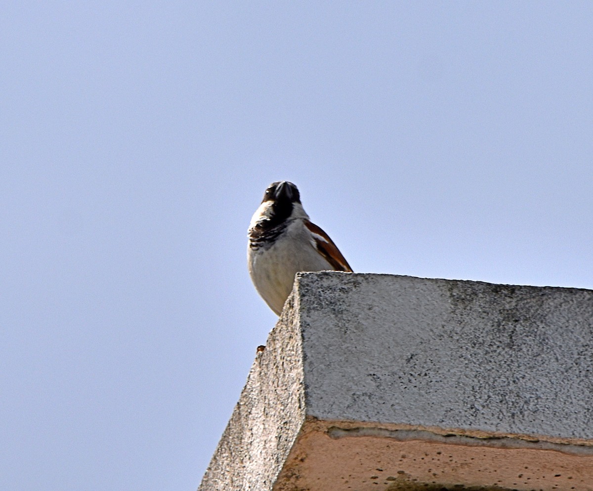House Sparrow - ML621198786